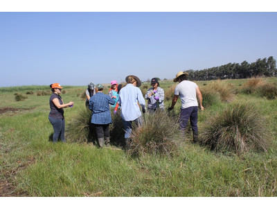 Locals collecting sedges and rushes as part of the project - July 2016